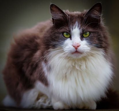 Nos meilleurs amis !!!